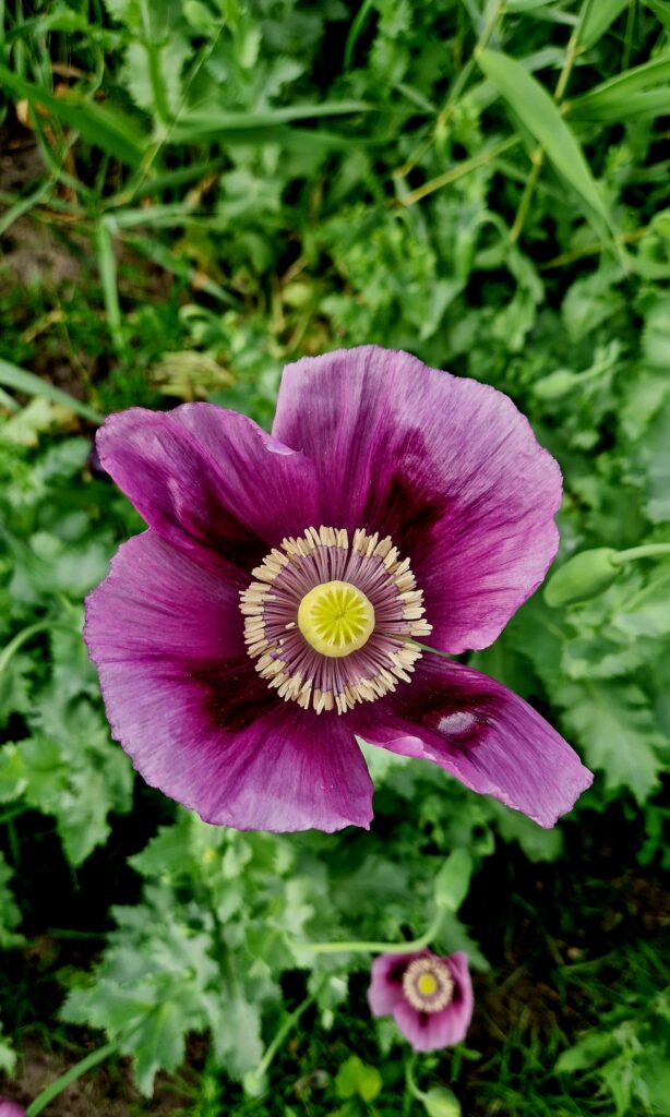 Donkerpaarse papaverbloem met opvallend bloemhart in een natuurlijke tuin